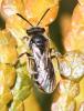 Andrena sp.